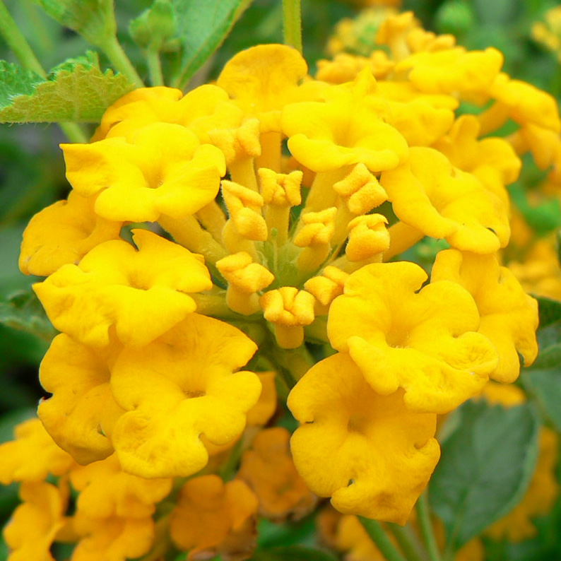 Lantana camara repens Jaune carpet